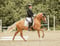Annuncio cavallo