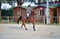 Horse ad