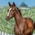 Horse ad