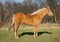 Horse ad