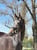 Horse ad