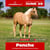 Horse ad