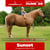 Annuncio cavallo
