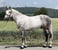 Annuncio cavallo
