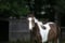 Horse ad