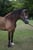 Horse ad