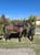 Horse ad
