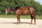 Annuncio cavallo