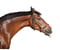 Horse ad