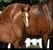 Horse ad
