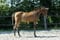 Annuncio cavallo