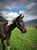 Horse ad