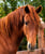 Annuncio cavallo