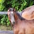 Horse ad