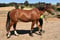 Annonce cheval