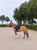 Horse ad