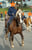 Horse ad