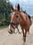 Horse ad