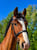 Anuncio de caballos
