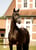 Paardadvertentie