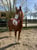 Horse ad