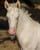 Horse ad