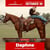 Paardadvertentie