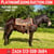 Horse ad