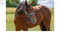 Annonce cheval
