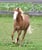 Horse ad