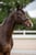 Annonce cheval