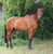 Annuncio cavallo