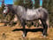 Annuncio cavallo