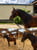 Horse ad