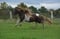 Annonce cheval