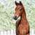 Horse ad