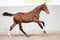 Annuncio cavallo
