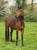Annuncio cavallo