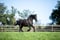 Horse ad