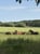 Horse ad