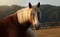 Horse ad