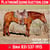 Horse ad