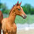 Annuncio cavallo