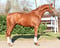 Horse ad