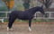 Horse ad
