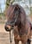 Horse ad