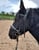 Annuncio cavallo