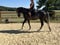 Annuncio cavallo