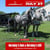 Horse ad