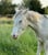 Horse ad